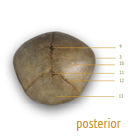 skull posterior