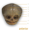 skull anterior