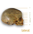 skull_lateral