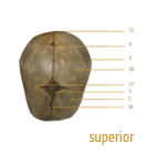 skull superior